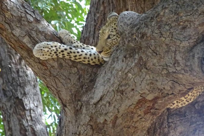 Chobe Safari Experience Day Trip - MINIMUM 2 PEOPLE - Guide Quality Can Shape the Day