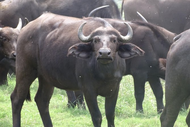 Chobe Safari Experience Day Trip - MINIMUM 2 PEOPLE - The Long Day, Border Crossing, and Group Setup