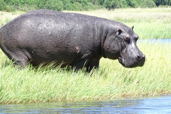 Chobe Safari Experience Day Trip - MINIMUM 2 PEOPLE - Should You Book It?