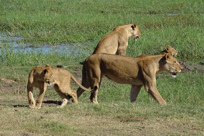 Chobe Safari Experience Day Trip - MINIMUM 2 PEOPLE - The Buffet Lunch at Top Hotel