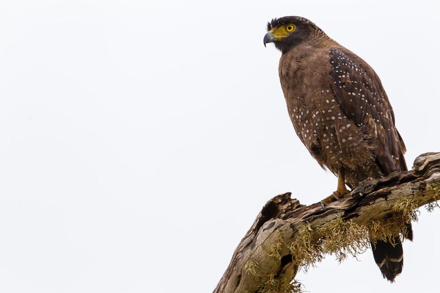 Colombo/Bentota/Kalutara/Ahungalla: Yala Safari Tour - Who should book this Yala safari?