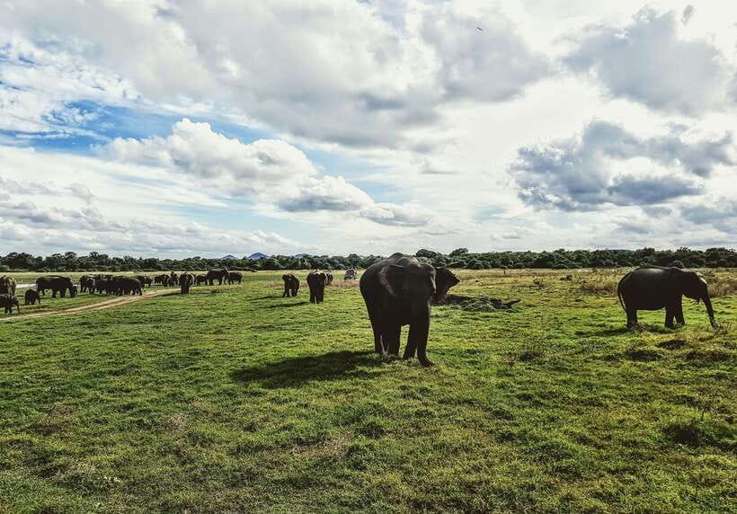 Colombo/Negombo: Sigiriya, Dambulla, and Minneriya Safari - Who should book this experience?
