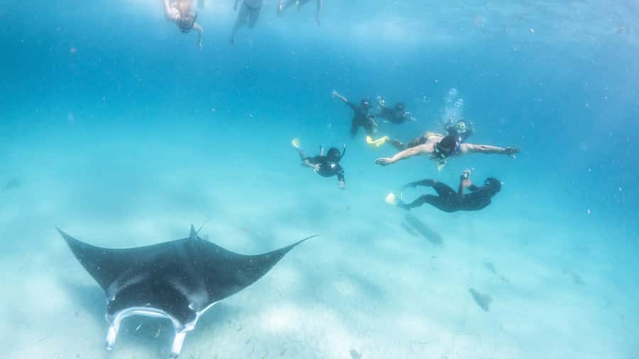 Coral Bay: Marine Eco Safari - Swim With Manta Rays - Five things to know before you book