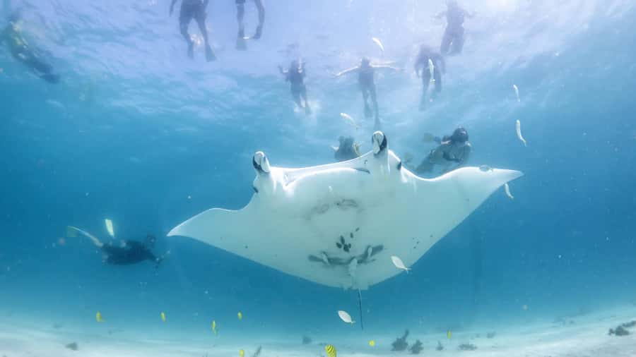 Coral Bay: Marine Eco Safari - Swim With Manta Rays - Why Ningaloo Reef makes this a special boat day