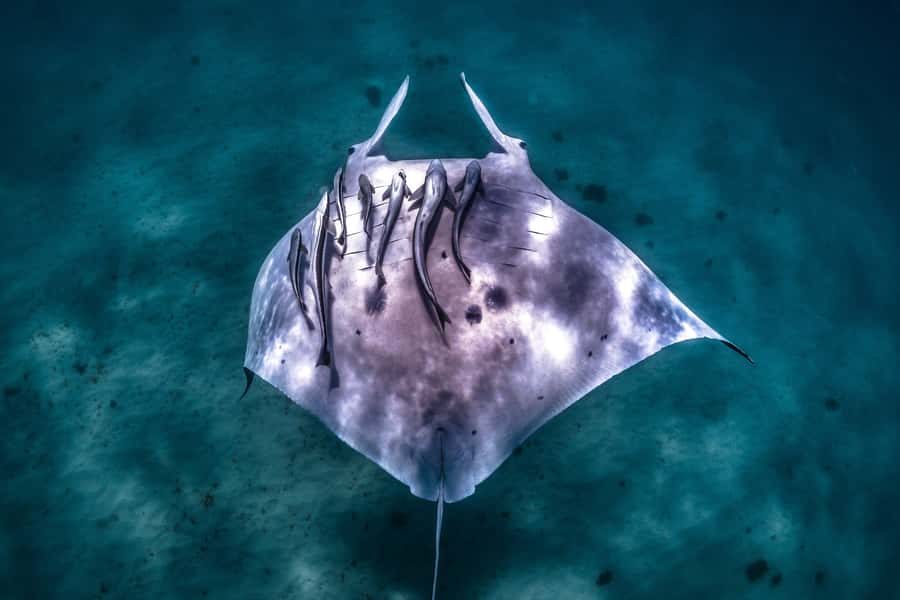 Coral Bay: Marine Eco Safari - Swim With Manta Rays - The first reef stop in Bills Bay