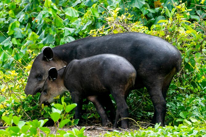 Corcovado and Drake Bay 2-Day Small-Group Safari Guided Tour - Why two days works better than a quick Corcovado visit