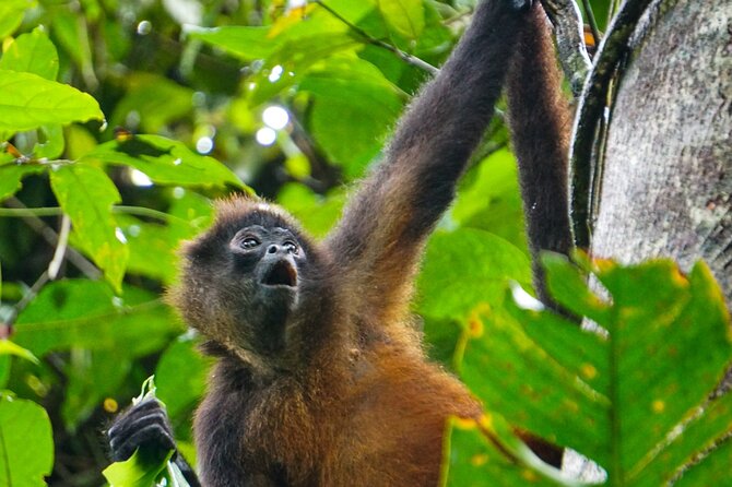 Corcovado and Drake Bay 2-Day Small-Group Safari Guided Tour - Is the $460 price fair?