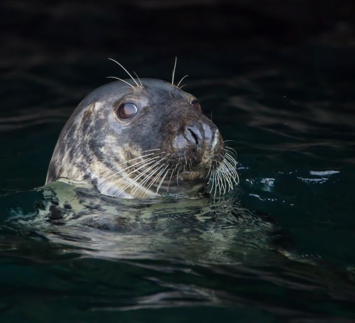 Cornwall: Guided Seal Safari by Boat - Key points to know before you go
