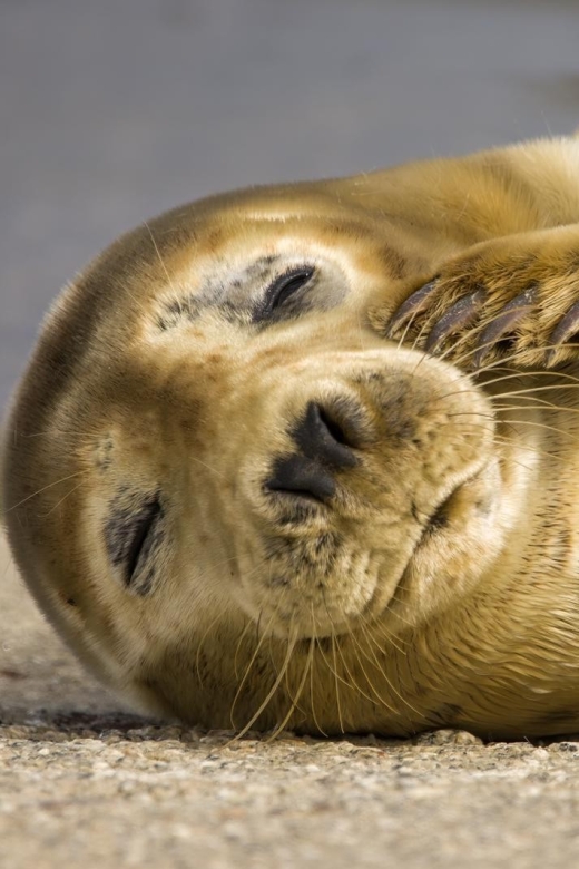 Cornwall: Guided Seal Safari by Boat - Leaving Padstow on a lively RIB