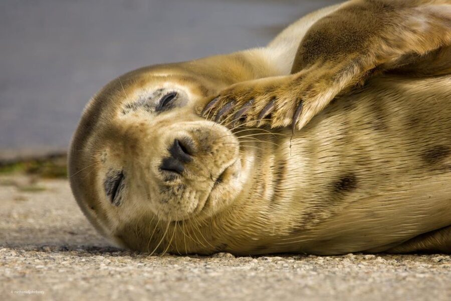 Cornwall: Guided Seal Safari by Boat - How rough is the ride?