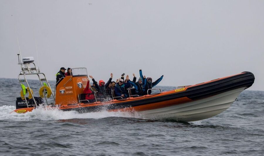 Cornwall: Guided Seal Safari by Boat - Should you book the Cornwall Seal Safari?