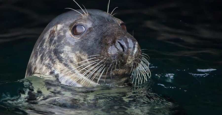Cornwall: Guided Seal Safari by Boat - Searching Cornwall’s rocky coast for grey seals