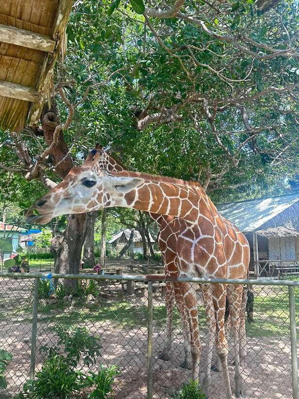 Coron: Calauit Safari Black Island Lunch & Transfer included - Who will enjoy this tour most
