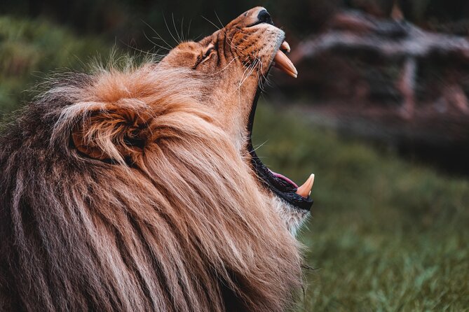 Cradle of Humankind Tour with Lion Safari from Johannesburg - Group size, timing, and physical comfort