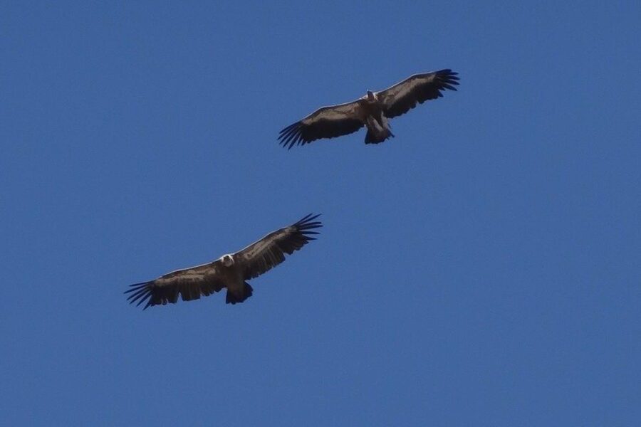 Crete: Land Rover Safari on Minoan Route - Farming traditions across the plateau