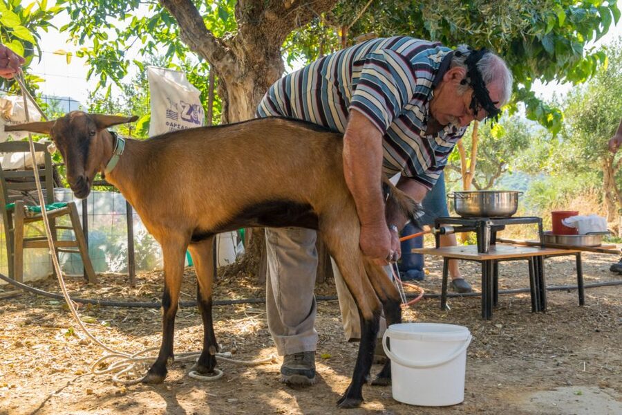 Crete: Lasithi Plateau and Cave of Zeus Off-Road Safari Tour - At a glance: what makes this Crete safari special