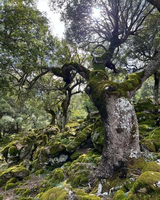 Crete: Sarakina Gorge, Forests, and South Coast Safari - Kroustas Forest and the mountain crossing