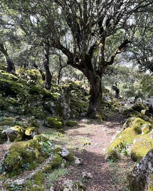 Crete: Sarakina Gorge, Forests, and South Coast Safari - Sarakina Gorge: adventure, not an easy hike