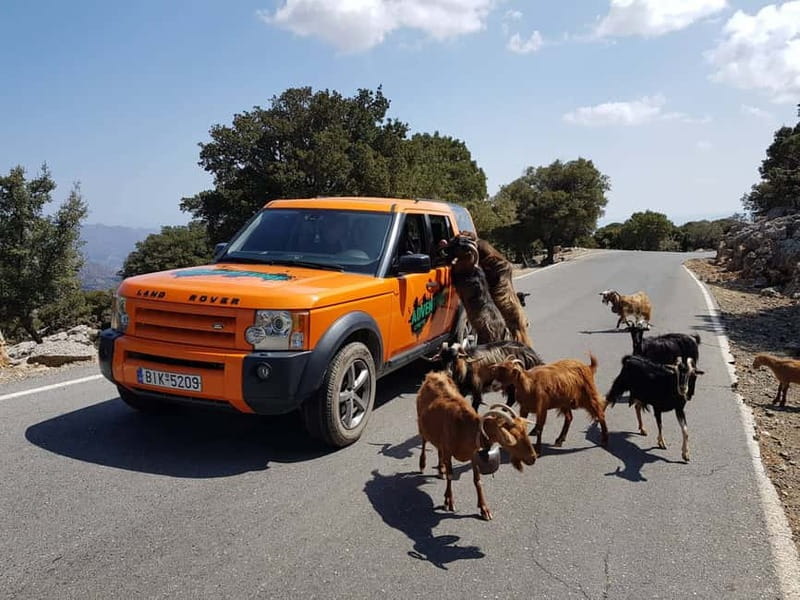 Crete: Sarakina Gorge, Forests, and South Coast Safari - Olive oil tasting near Agios Nikolaos