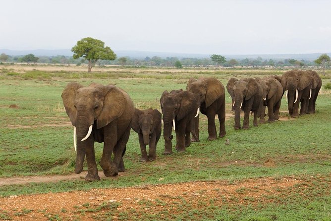 Dar Es Salaam: Day Trip Safari to Mikumi National Park by Train - Key Points Before You Book
