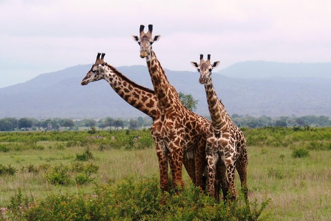 Dar Es Salaam: Day Trip Safari to Mikumi National Park by Train - Morning Game Drive Among Mikumi’s Big Animals