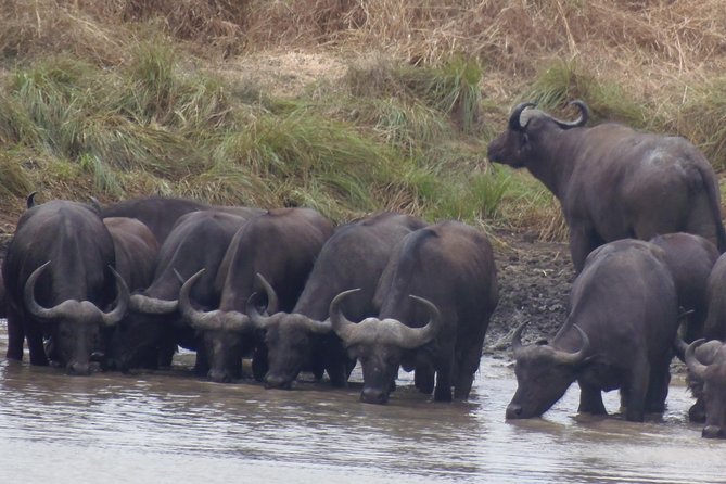 Dar Es Salaam: Day Trip Safari to Mikumi National Park by Train - Lunch Inside the Park and the Afternoon Wildlife Search