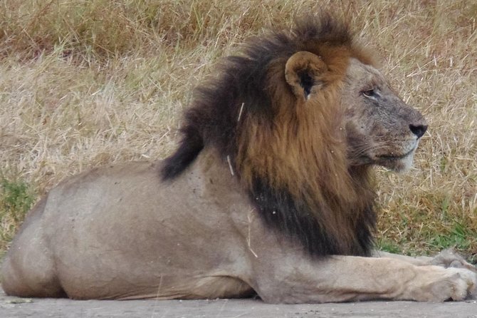 Dar Es Salaam: Day Trip Safari to Mikumi National Park by Train - How the Private Group Size Changes the Experience