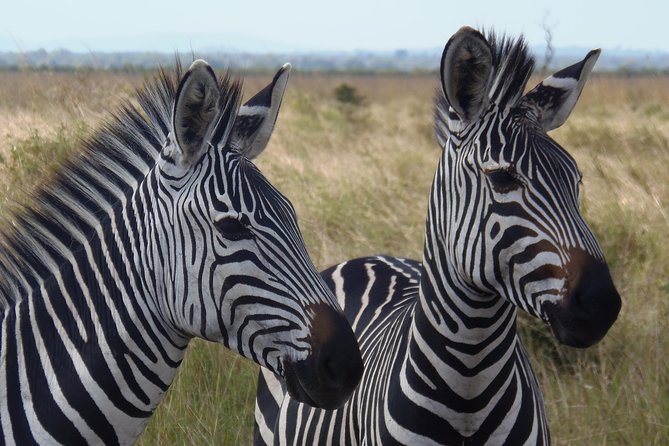 Dar Es Salaam: Day Trip Safari to Mikumi National Park by Train - Who Should Book This Mikumi Day Trip?