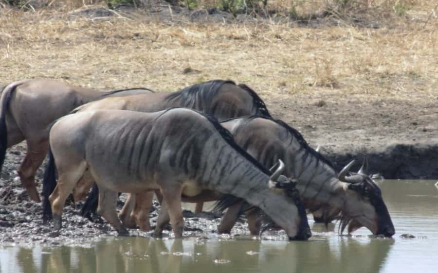 Dar Es Salaam: Overnight Safari at Mikumi National Park - Key points at a glance