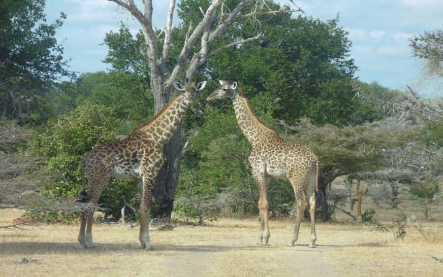 Dar Es Salaam: Overnight Safari at Mikumi National Park - Why Mikumi works from Dar es Salaam