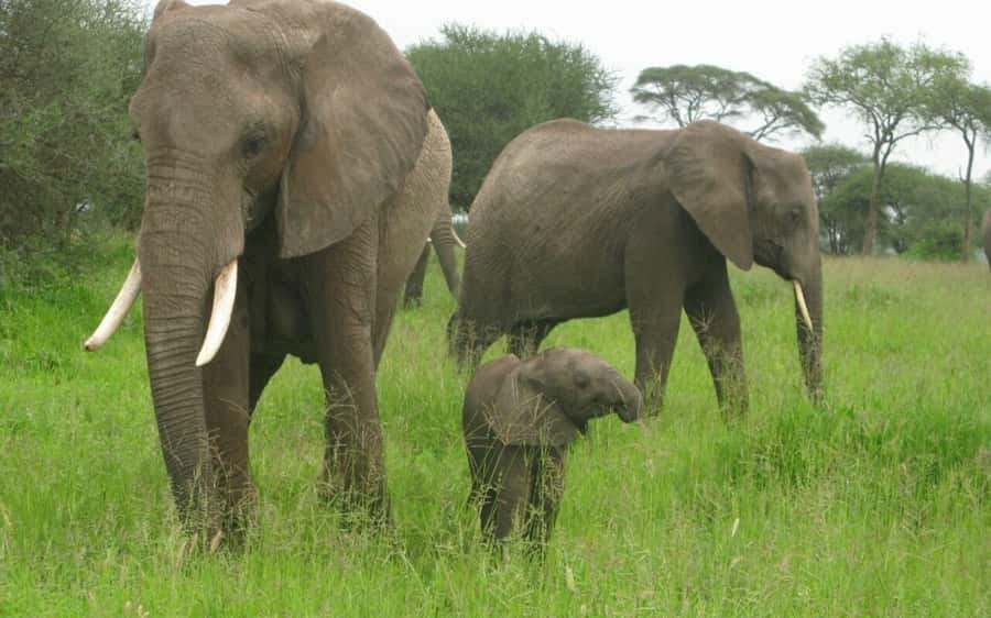 Dar Es Salaam: Overnight Safari at Mikumi National Park - The first Mikumi game drive