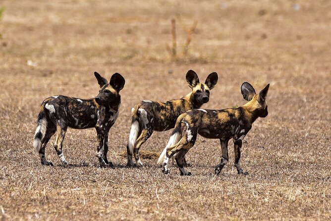 Day Safari Tour Selous Game Reserve - The afternoon search before the flight home