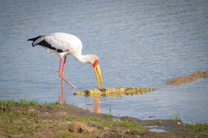 Day Safari Tour Selous Game Reserve - Group size, guides, and comfort