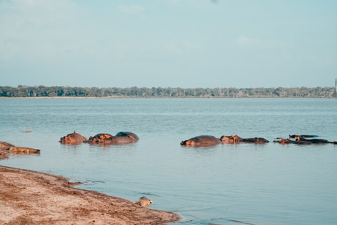 Day Safari Tour Selous Game Reserve - Who should book this Zanzibar safari?