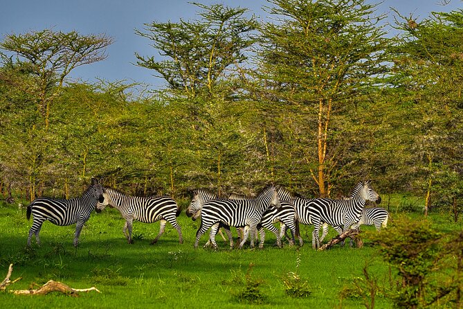 Day Safari tour to Selous Game Reserve from Zanzibar - Why the guide matters so much