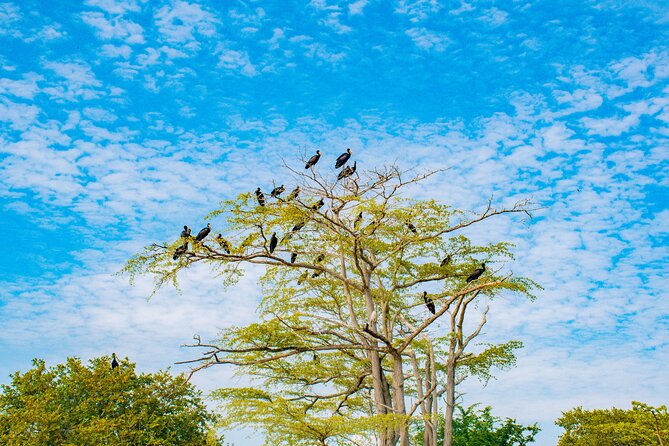 Day Safari tour to Selous Game Reserve from Zanzibar - When the park changes