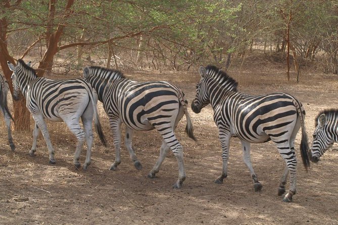 Day tour Somone lagoon and Bandia park Safari - What makes this Dakar day trip worth considering