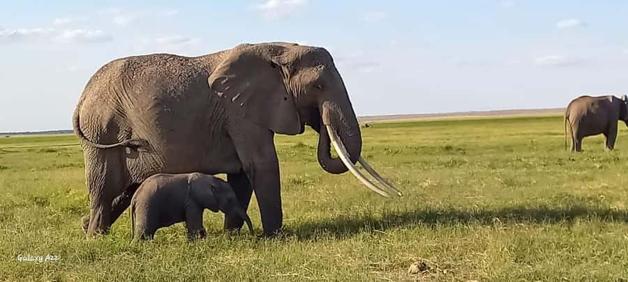 DAY TRIP AMBOSELI NATIONAL PARK FROM NAIROBI BUDGET SAFARI. - Why Amboseli works as a one-day safari from Nairobi