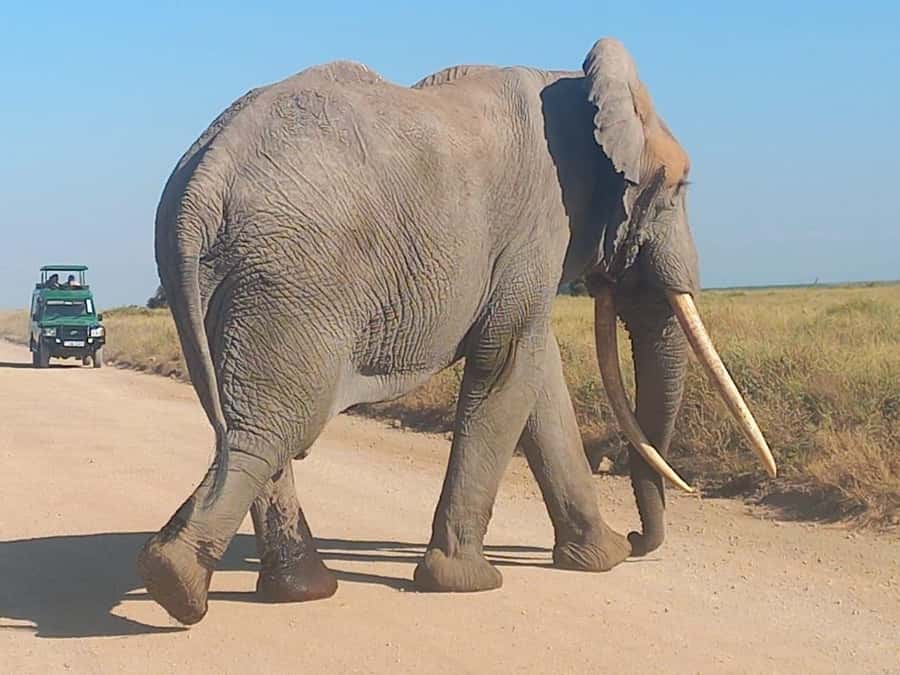 DAY TRIP AMBOSELI NATIONAL PARK FROM NAIROBI BUDGET SAFARI. - Kilimanjaro views and the best photo chances