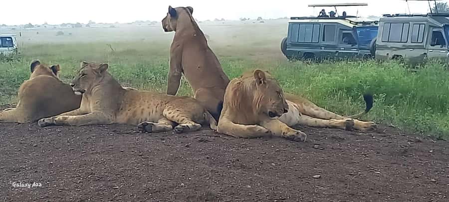 DAY TRIP AMBOSELI NATIONAL PARK FROM NAIROBI BUDGET SAFARI. - A cultural visit to a Maasai village