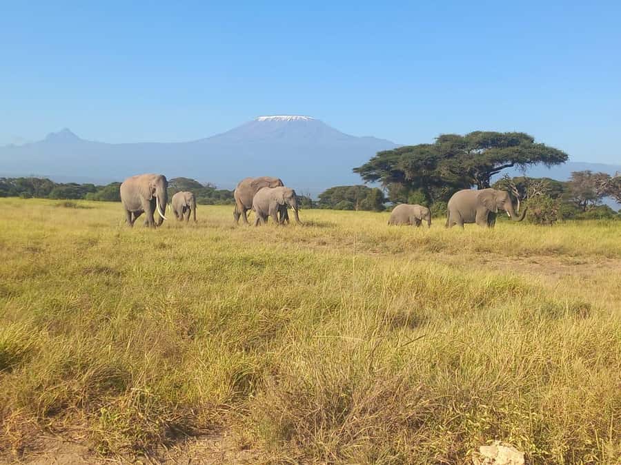 DAY TRIP AMBOSELI NATIONAL PARK FROM NAIROBI BUDGET SAFARI. - What the guiding is really like