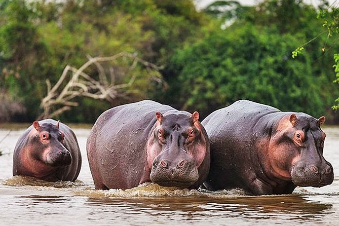 Day Trip Safari - Akagera National Park with Optional Lake Ihema Boat Safari - Key points before you book