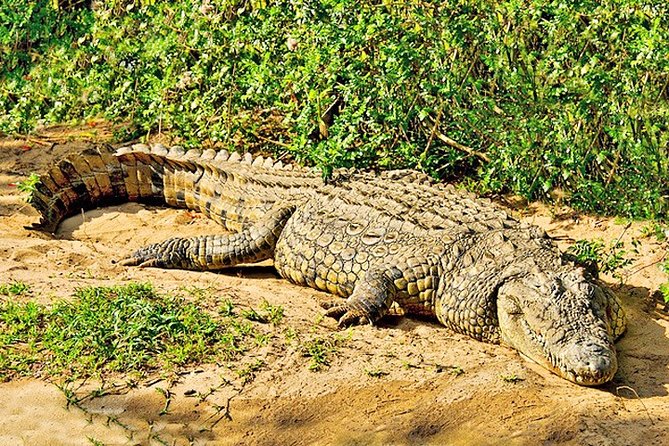 Day Trip Safari - Akagera National Park with Optional Lake Ihema Boat Safari - Why Akagera makes a strong day trip from Kigali
