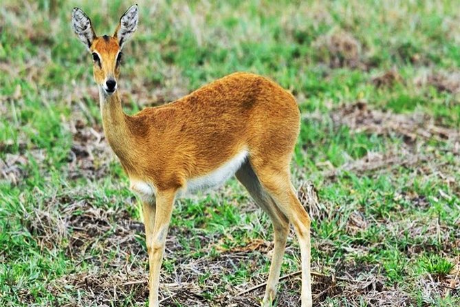 Day Trip Safari - Akagera National Park with Optional Lake Ihema Boat Safari - Lake Ihema: hippos, crocodiles, and birdlife