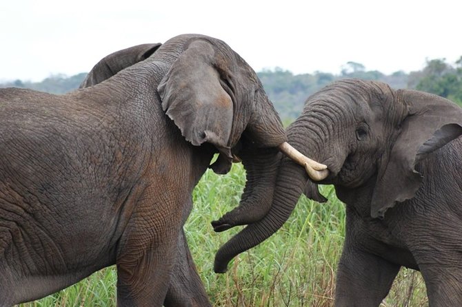 Day Trip Safari - Akagera National Park with Optional Lake Ihema Boat Safari - The Akagera game drive and animal search