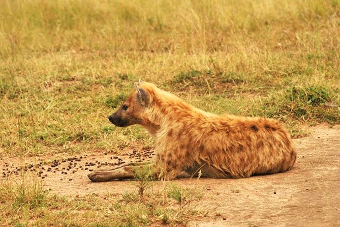 Day Trip Safari - Akagera National Park with Optional Lake Ihema Boat Safari - Cost: the $99 headline is only the starting point