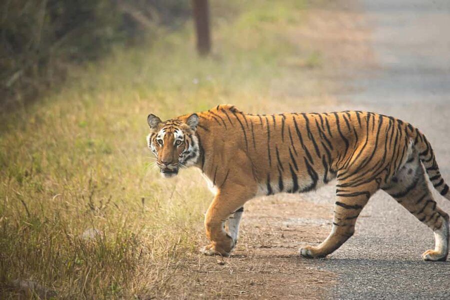 Delhi Agra Jaipur Golden Triangle Multiday Trip with Safari - Key points to know before booking