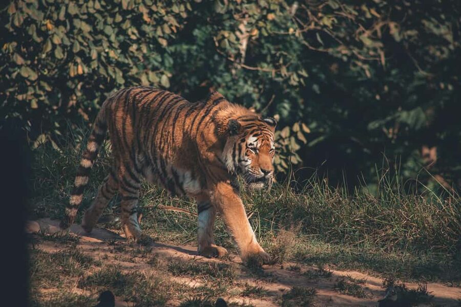Delhi Agra Jaipur Golden Triangle Multiday Trip with Safari - Who should book this tour?