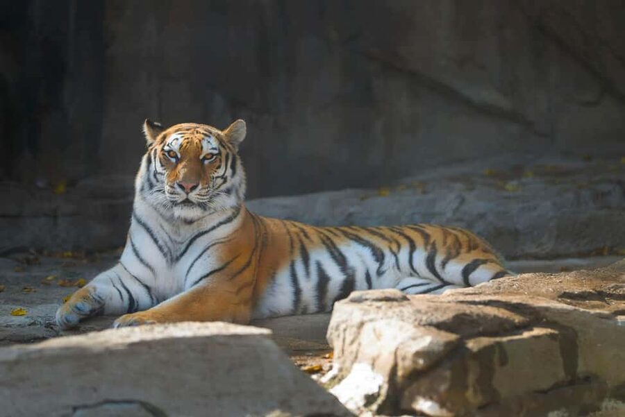 Delhi Agra Jaipur Golden Triangle Multiday Trip with Safari - Jaipur: forts, astronomy, and the Pink City