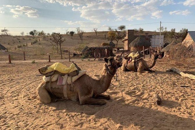 Desert Camel Safari Day Tour In Jodhpur - What the camel ride is really like